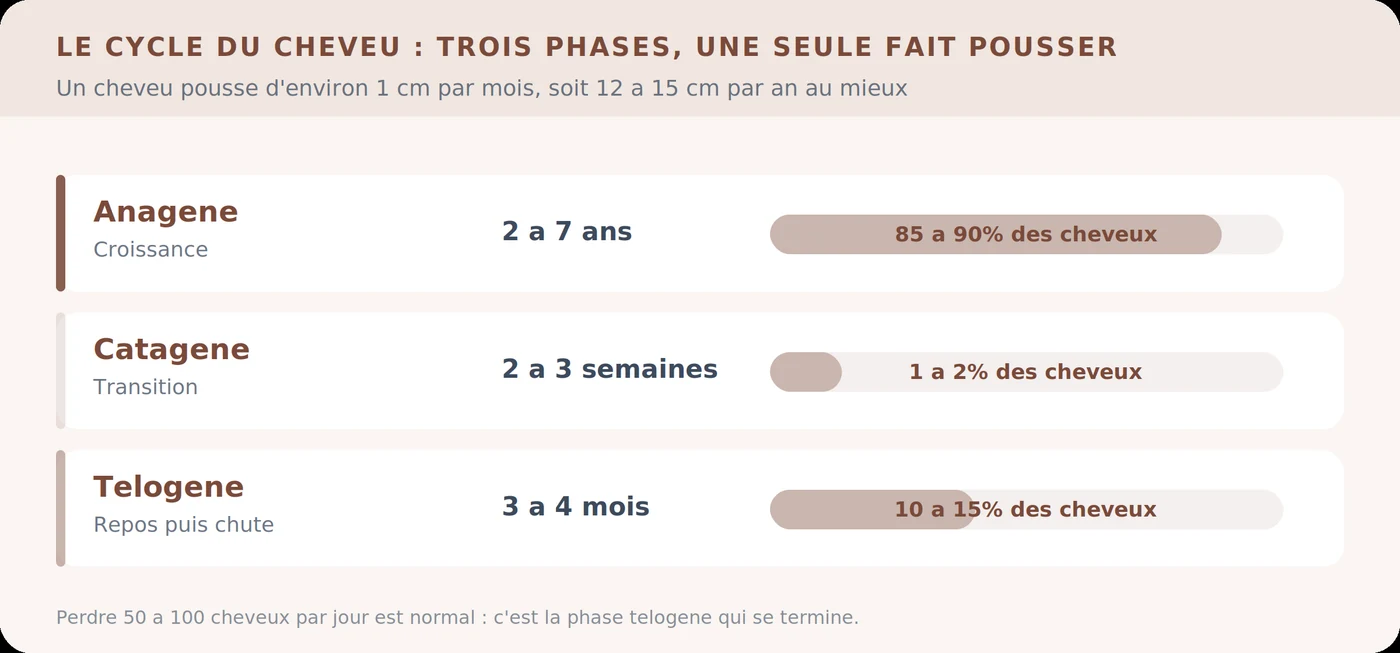 Les trois phases du cycle du cheveu