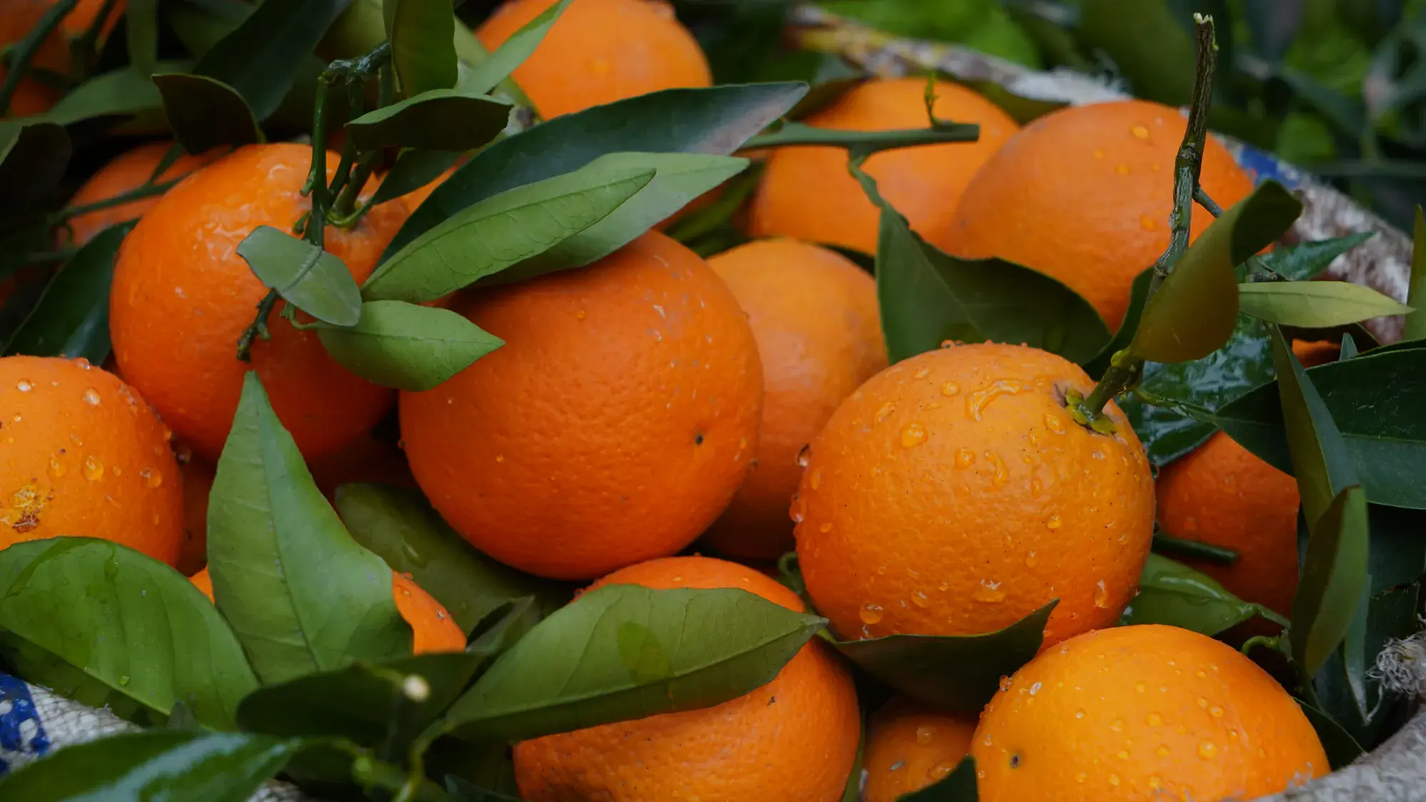 Agrumes coupés, source de vitamine C